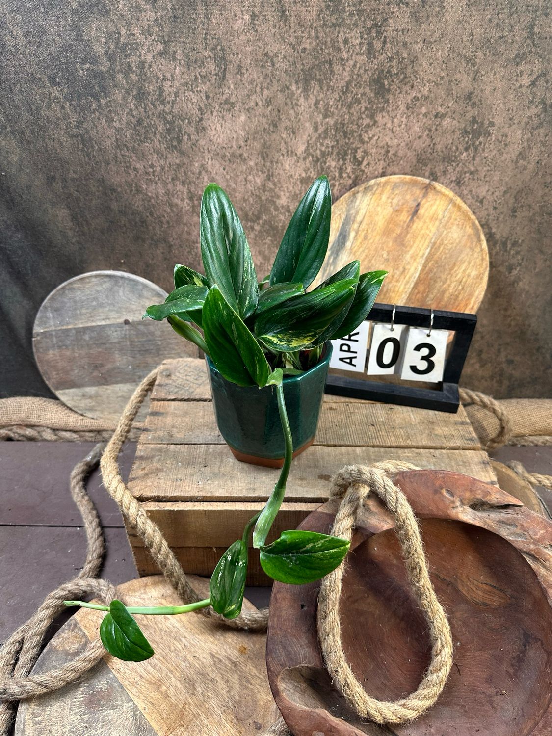 Philodendron stanleyana ‚Cobra‘ Aurea Variegata #3