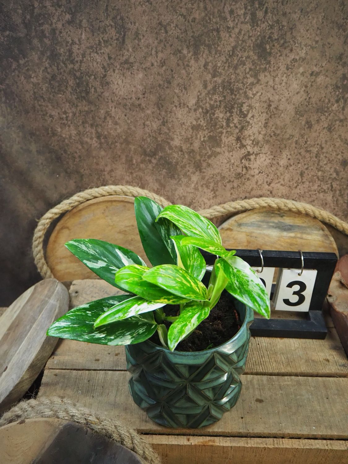 Philodendron stanleyana ‚Cobra‘ Aurea Variegata #3 Philodendron stanleyana ‚Cobra‘ Aurea Variegata #3