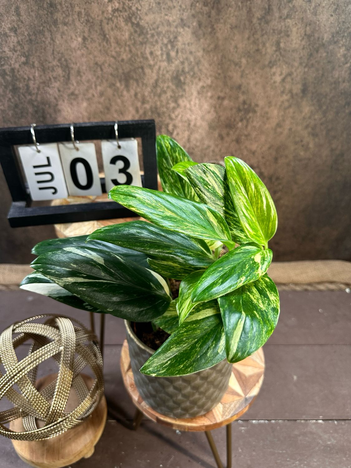 Philodendron stanleyana ‚Cobra‘ Aurea Variegata #3