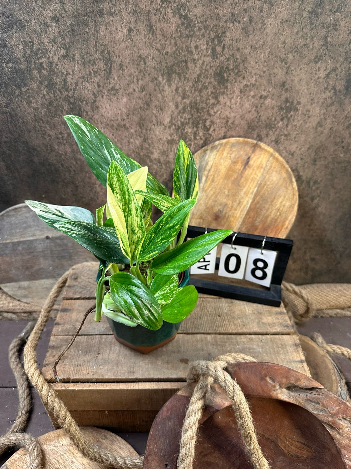 Philodendron stanleyana ‚Cobra‘ Aurea Variegata #8