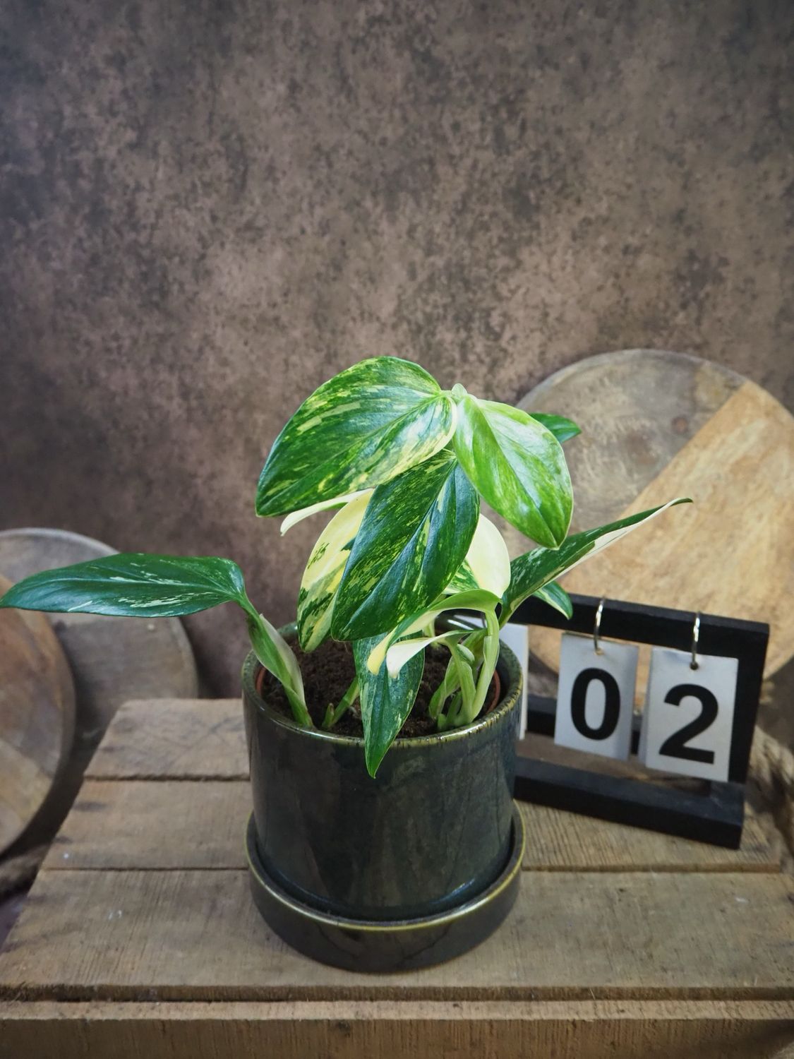 Philodendron stanleyana ‚Cobra‘ Aurea Variegata #2 Philodendron stanleyana ‚Cobra‘ Aurea Variegata #2