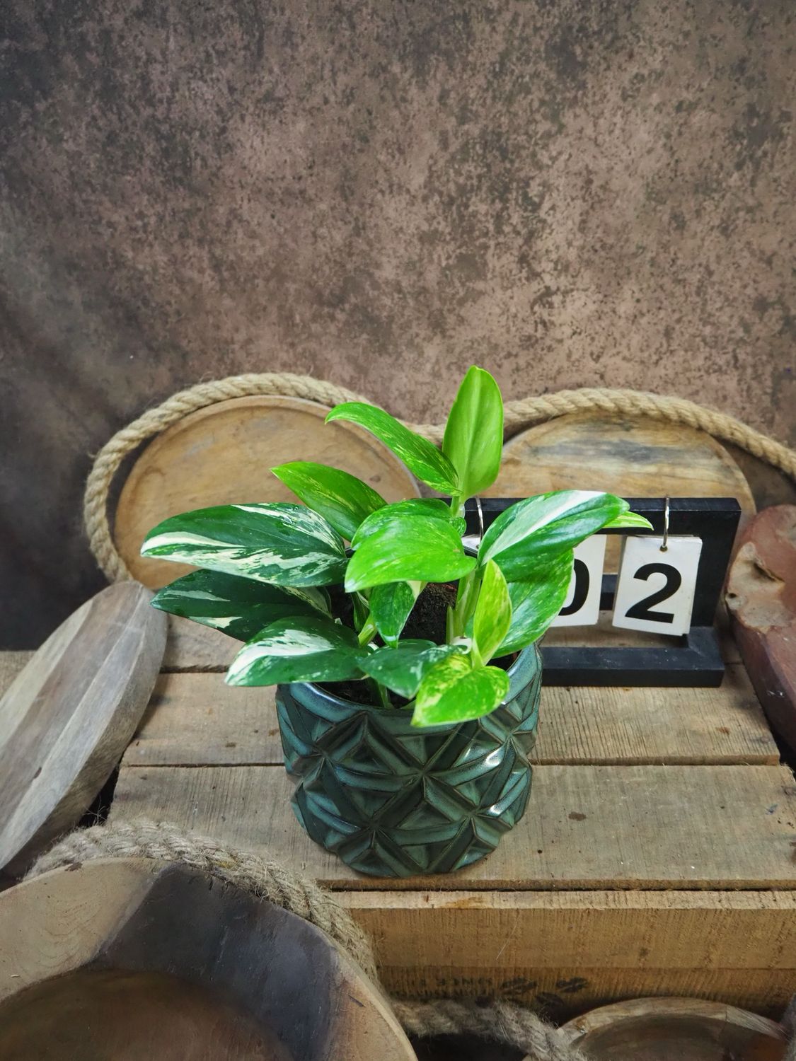 Philodendron stanleyana ‚Cobra‘ Aurea Variegata #2 Philodendron stanleyana ‚Cobra‘ Aurea Variegata #2