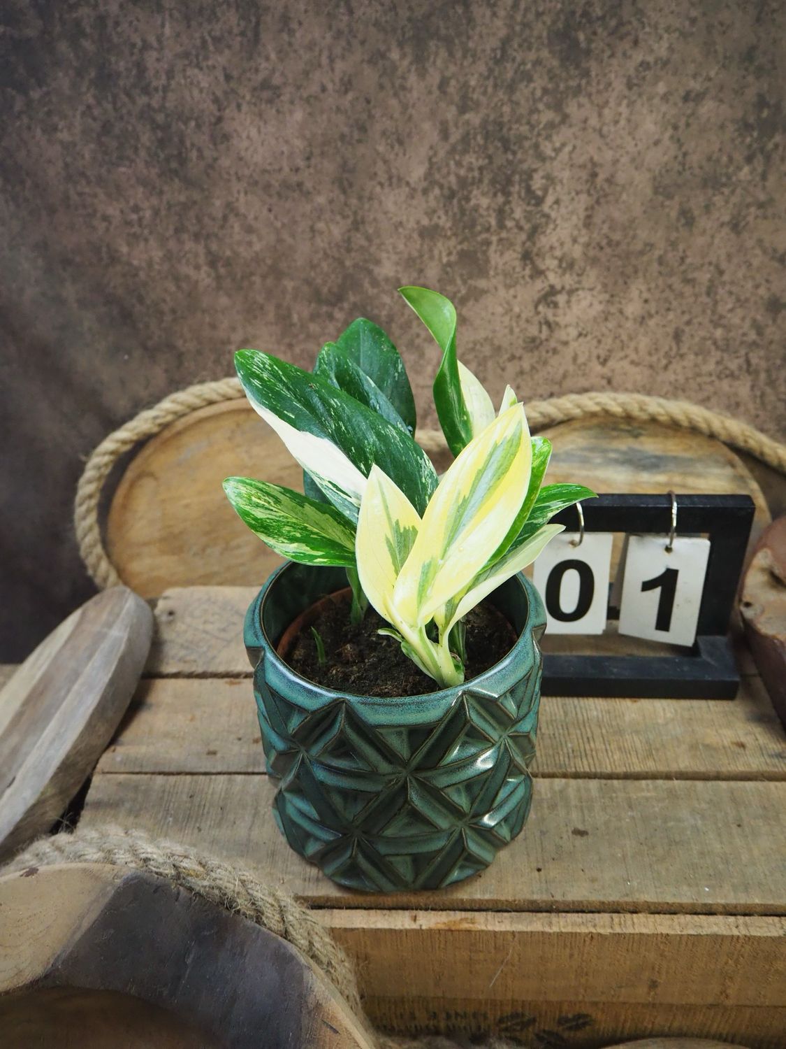 Philodendron stanleyana ‚Cobra‘ Aurea Variegata #1 Philodendron stanleyana ‚Cobra‘ Aurea Variegata #1