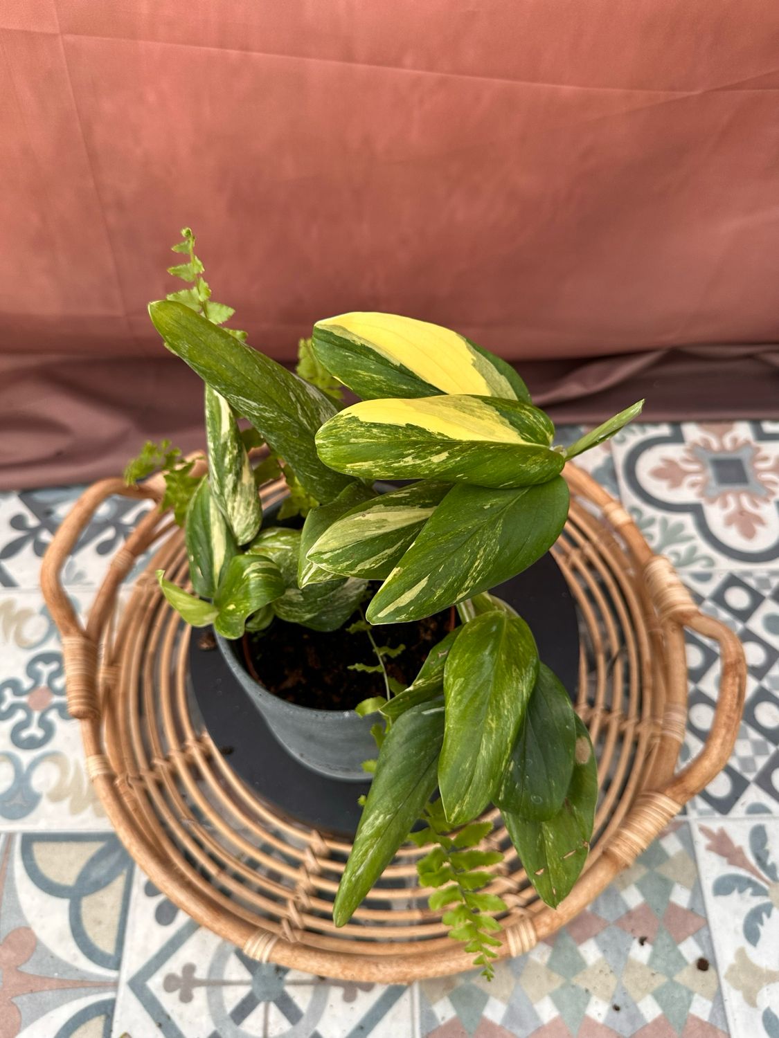Philodendron stanleyana ‚Cobra‘ Aurea Variegata #1