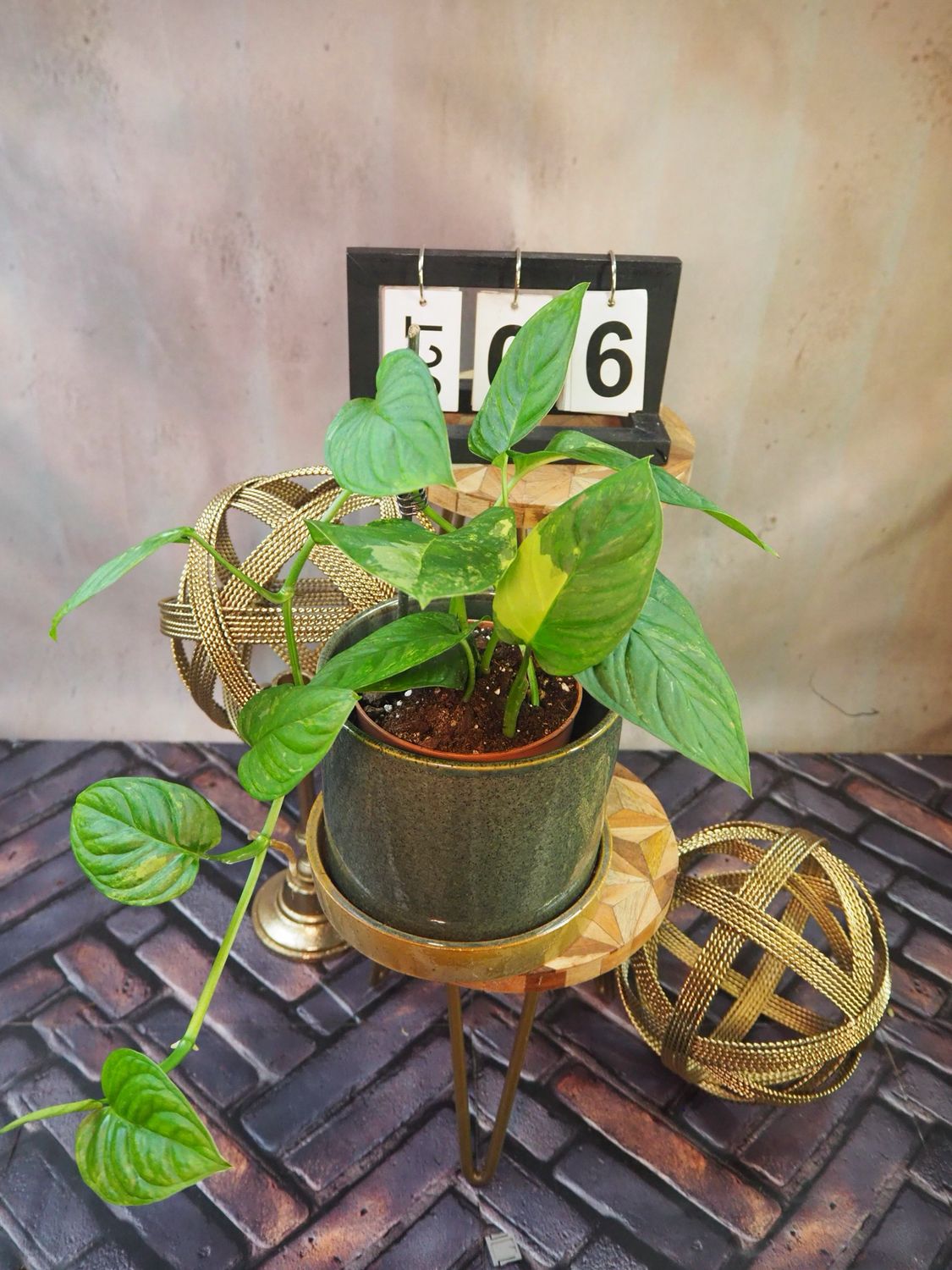 Monstera Obliqua mayuna Variegata #6 Monstera Obliqua mayuna Variegata #6