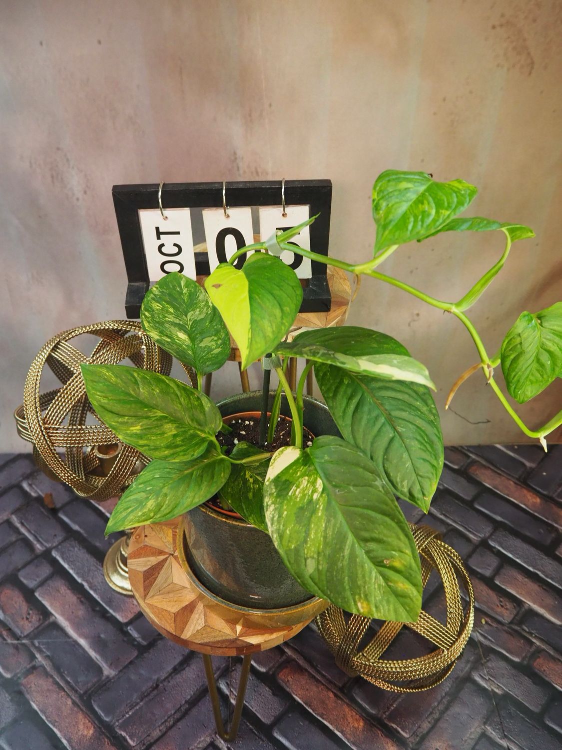 Monstera Obliqua mayuna Variegata #5