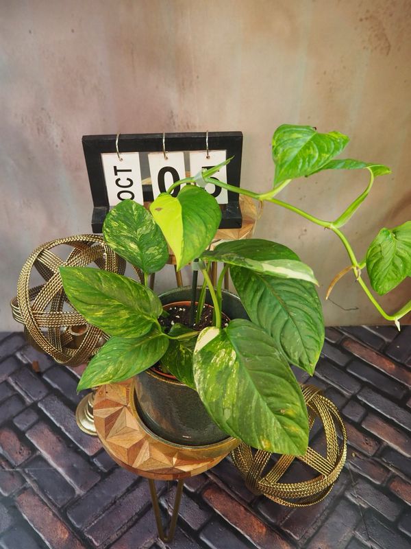 Monstera Obliqua mayuna Variegata #5 Monstera Obliqua mayuna Variegata #5