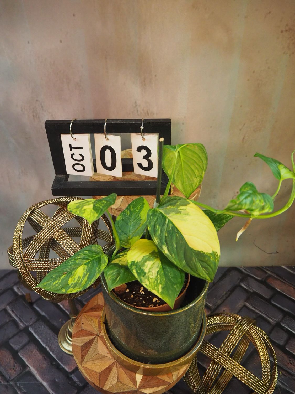 Monstera Obliqua mayuna Variegata #3