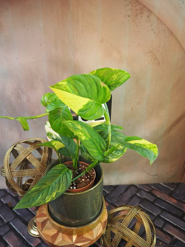 Monstera Obliqua mayuna Variegata #2 Monstera Obliqua mayuna Variegata #2