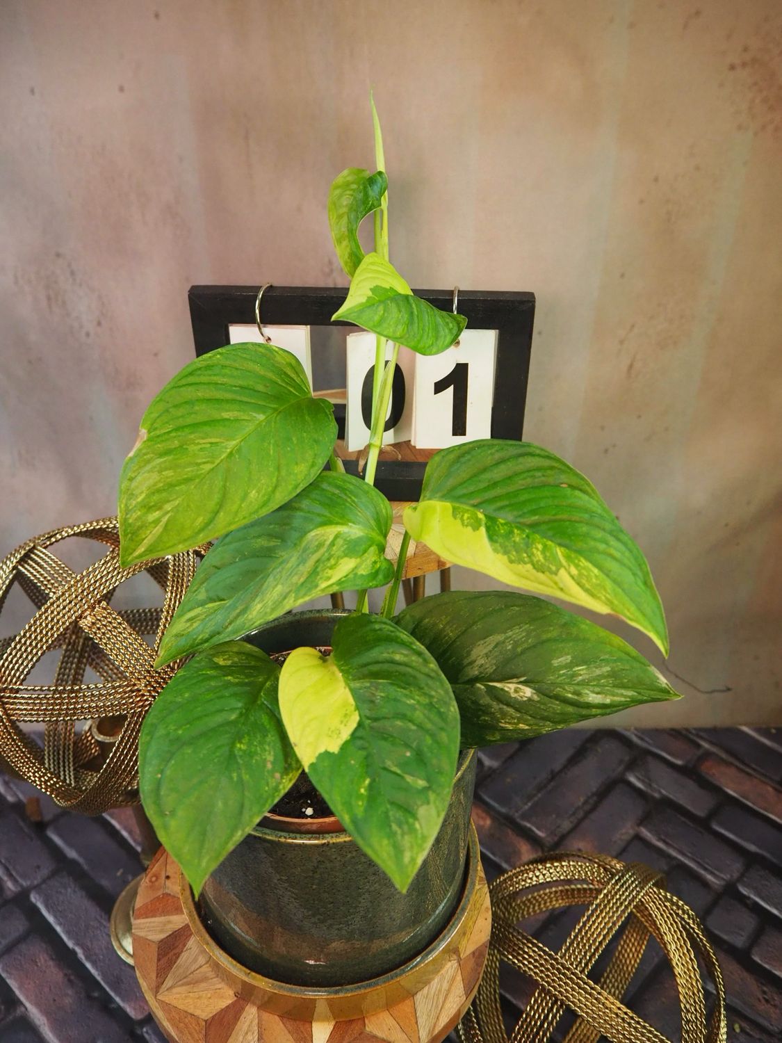 Monstera Obliqua mayuna Variegata #1