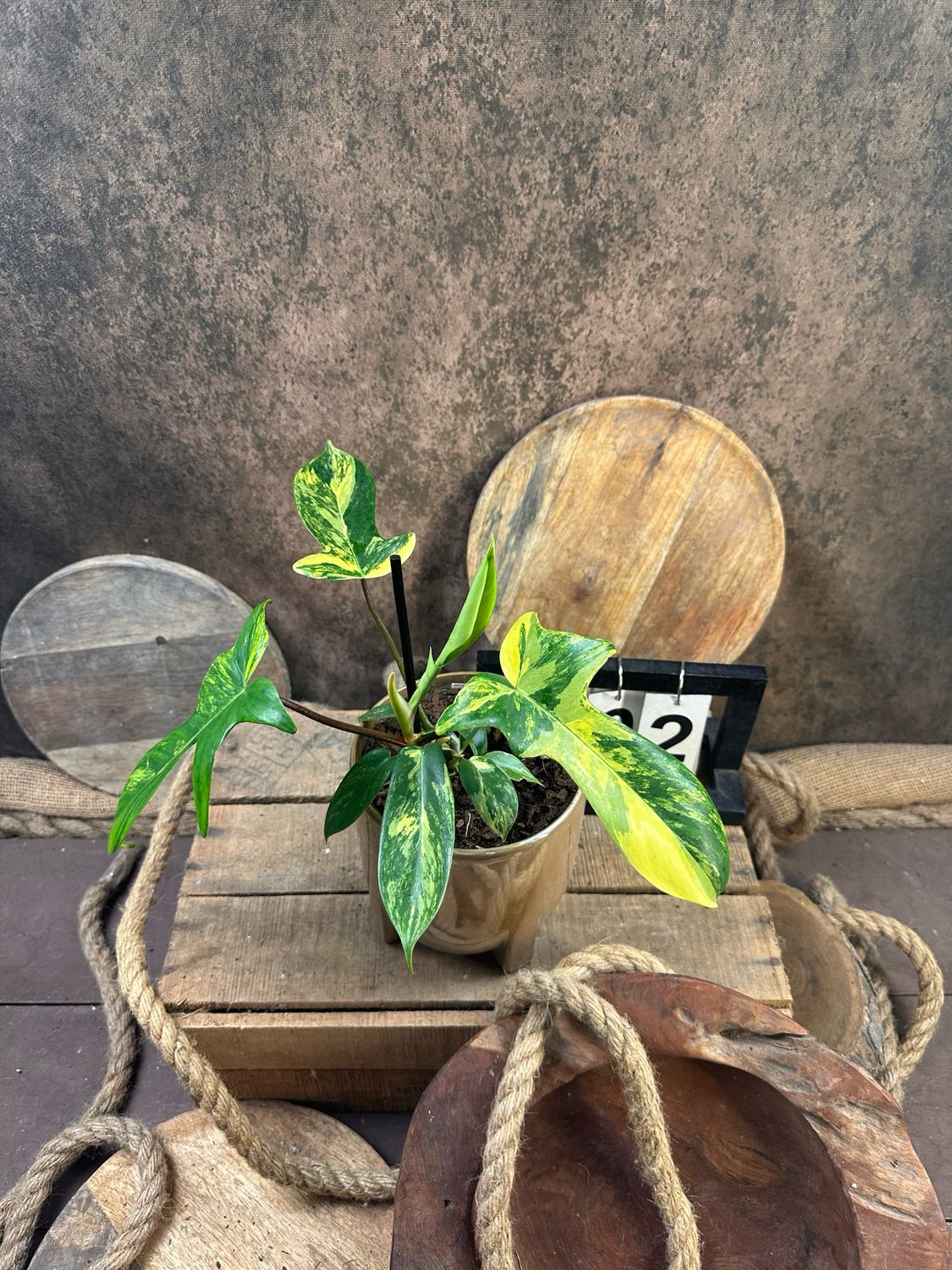 Philodendron Florida Beauty #M2