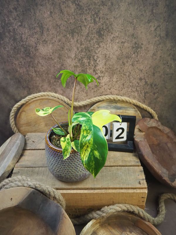 Philodendron Florida Beauty #M2