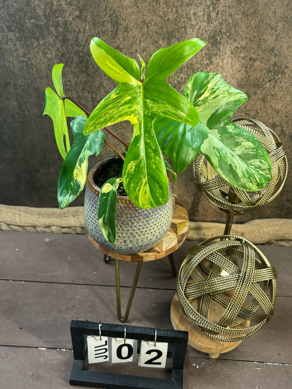 Philodendron Florida Beauty #M2 Philodendron Florida Beauty #M2