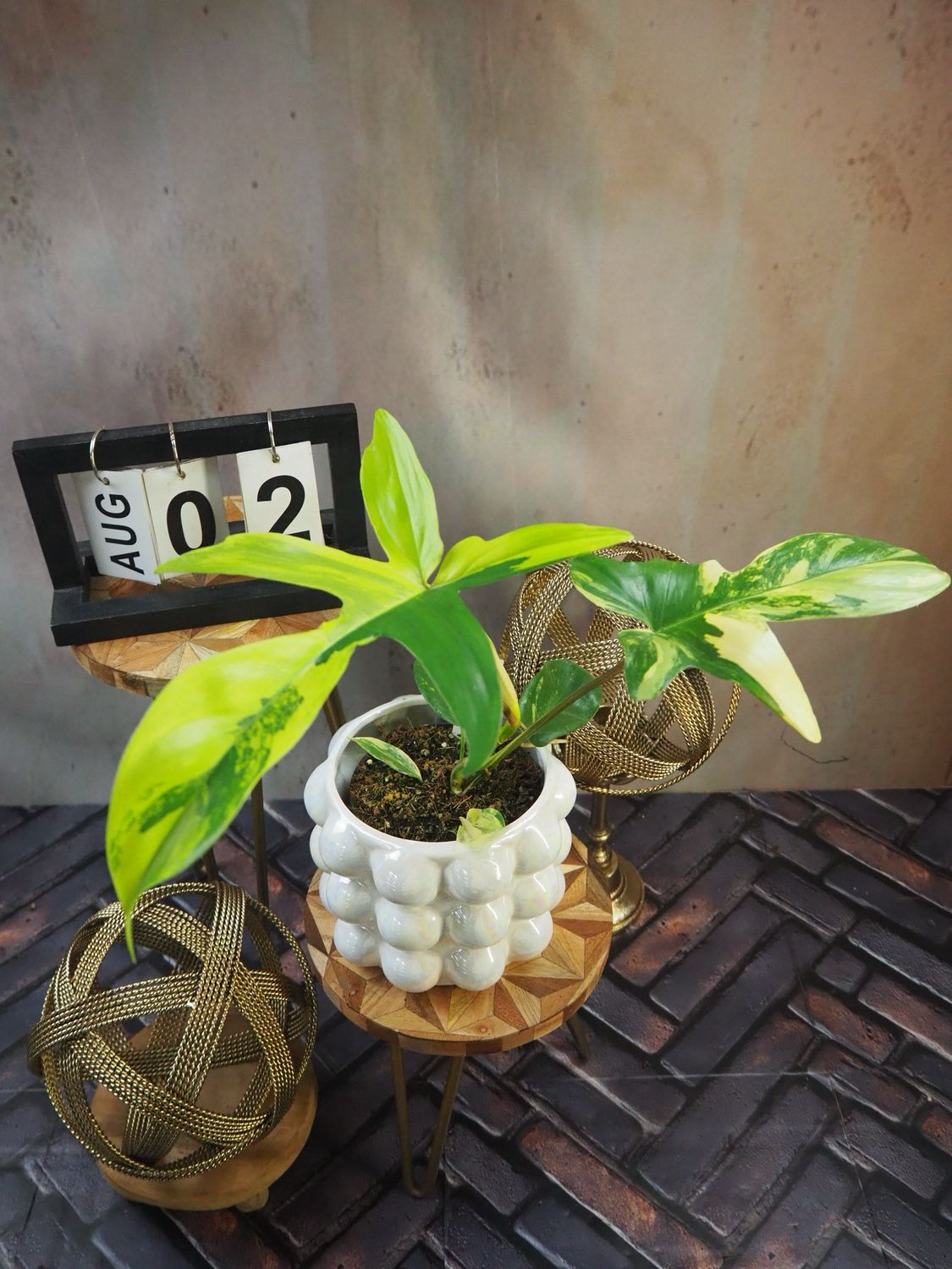 Philodendron Florida Beauty #M2