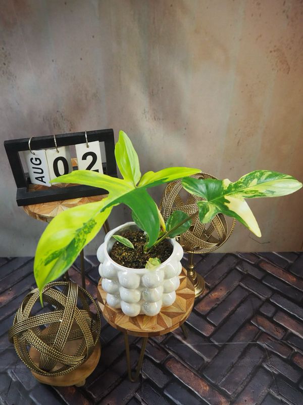 Philodendron Florida Beauty #M2