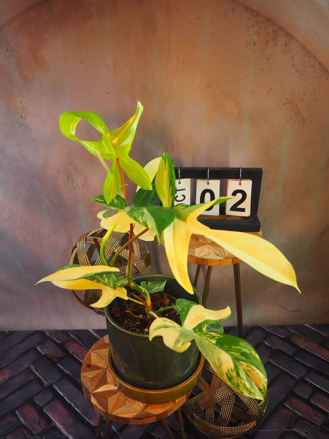Philodendron Florida Beauty #M2