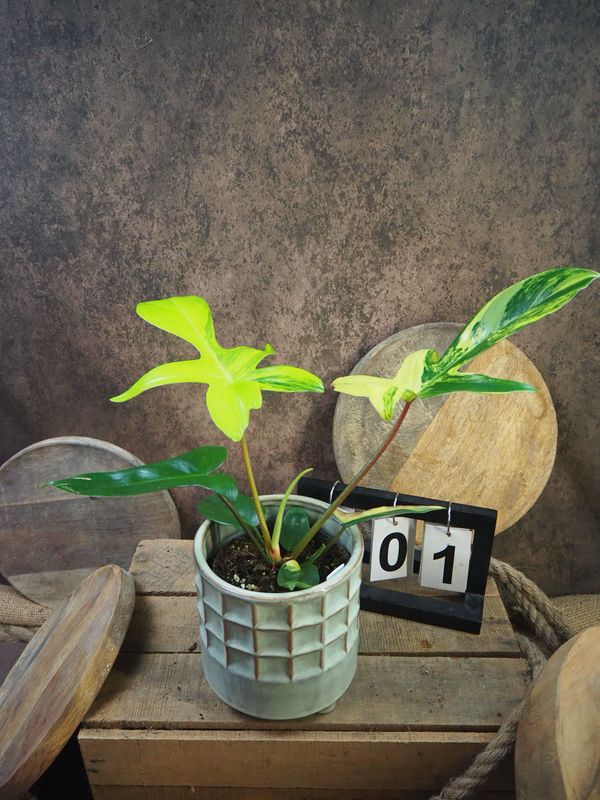 Philodendron Florida Beauty #M1