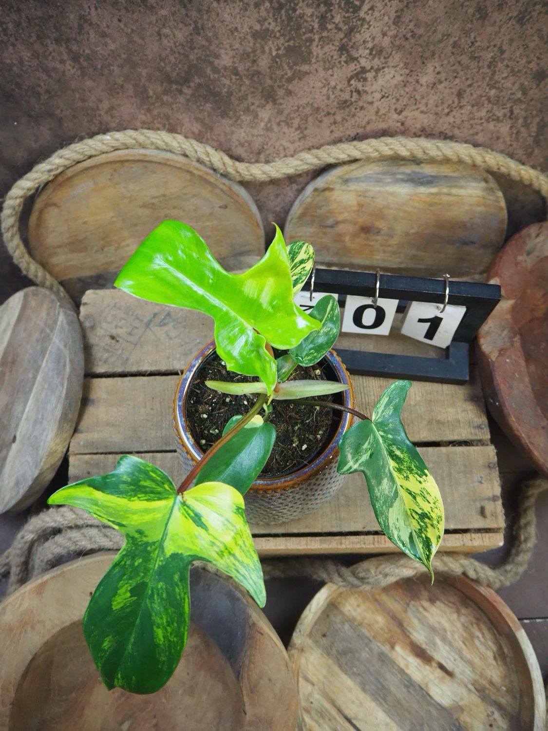 Philodendron Florida Beauty #M1