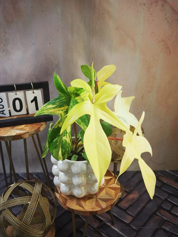 Philodendron Florida Beauty #M1