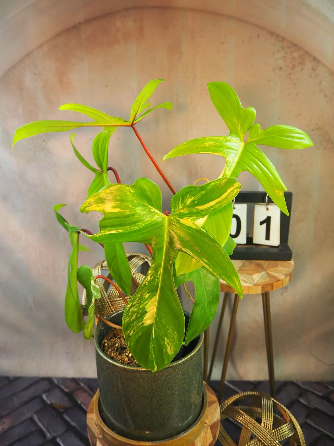 Philodendron Florida Beauty #M1 Philodendron Florida Beauty #M1