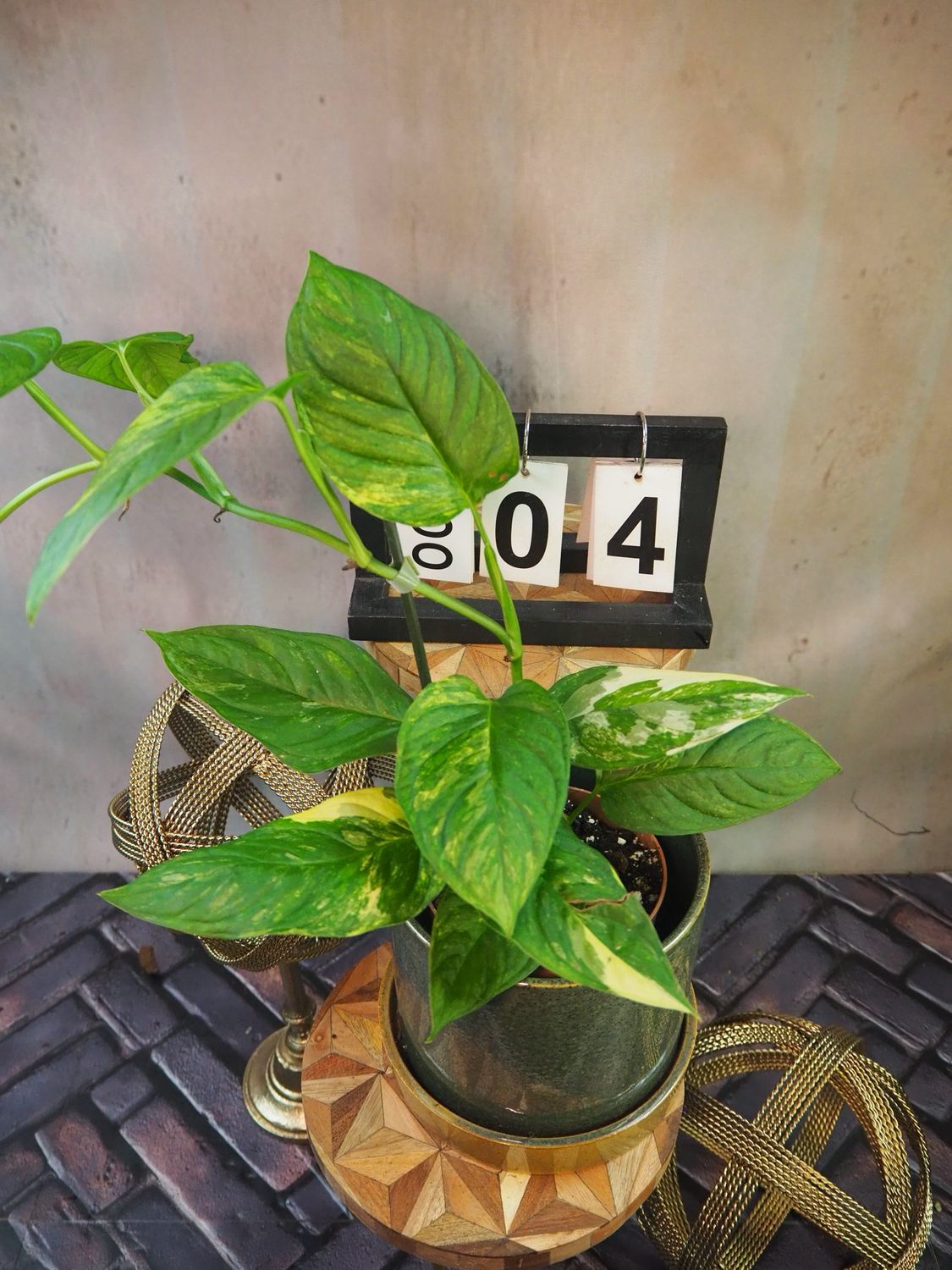 Monstera Obliqua mayuna Variegata #4