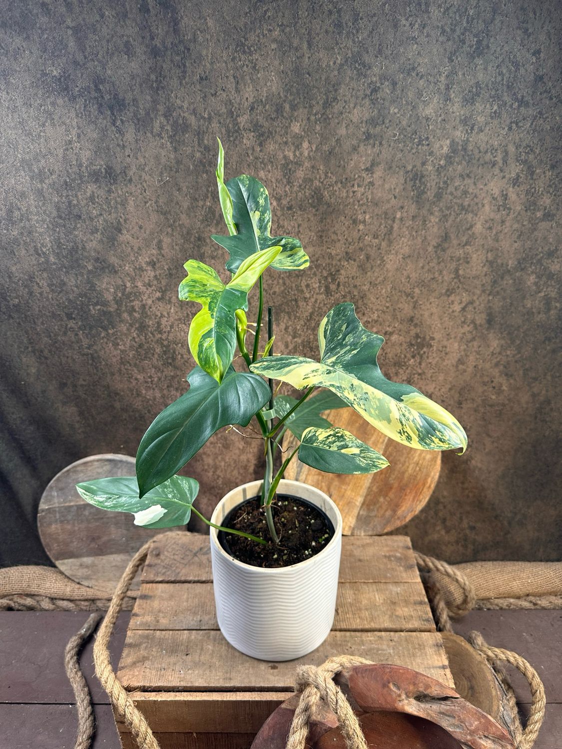 Philodendron Golden Violin Variegata #1
