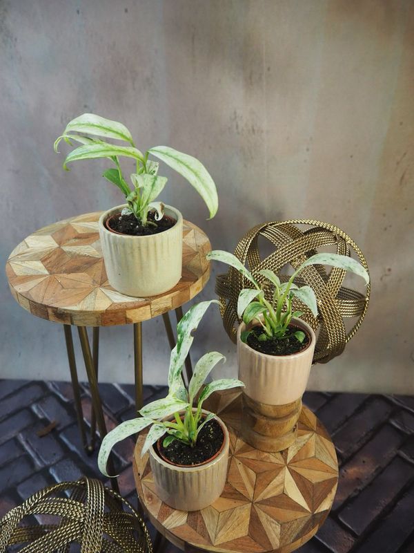 Epipremnum Giganteum Variegata S Epipremnum Giganteum Variegata S