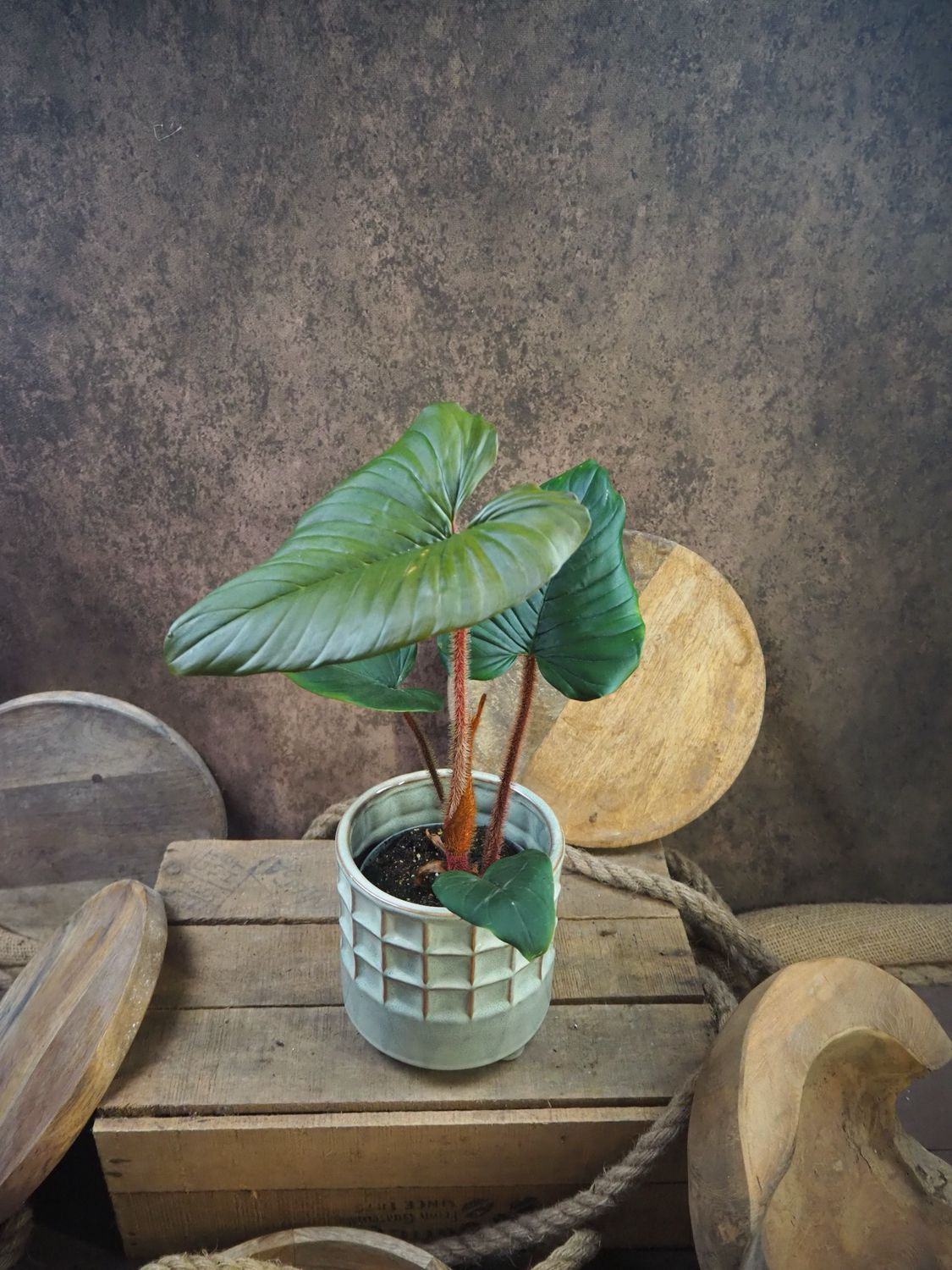 Philodendron Squamicaule Blushing Philodendron Squamicaule Blushing