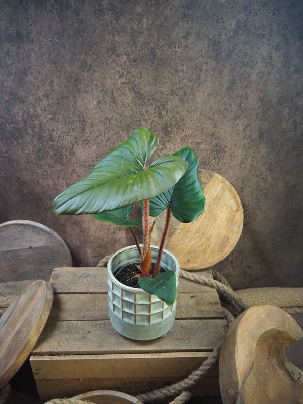 Philodendron Squamicaule Blushing 