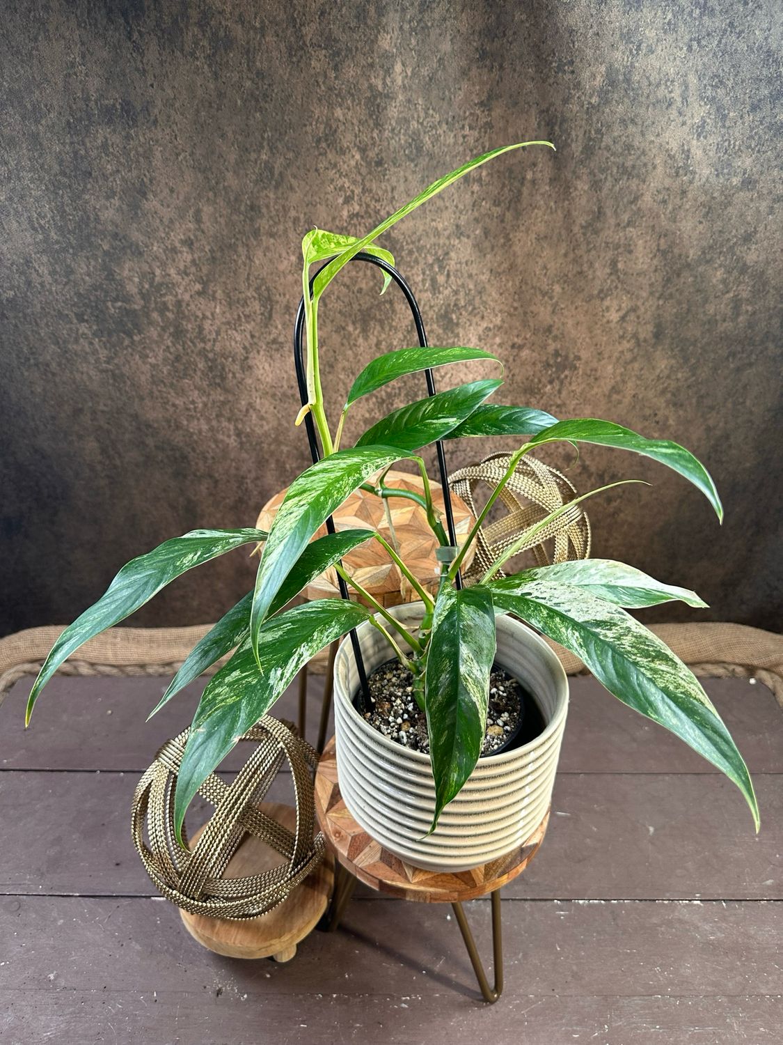 Rhaphidophora foraminifera Marble Variegata #1 Rhaphidophora foraminifera Marble Variegata #1