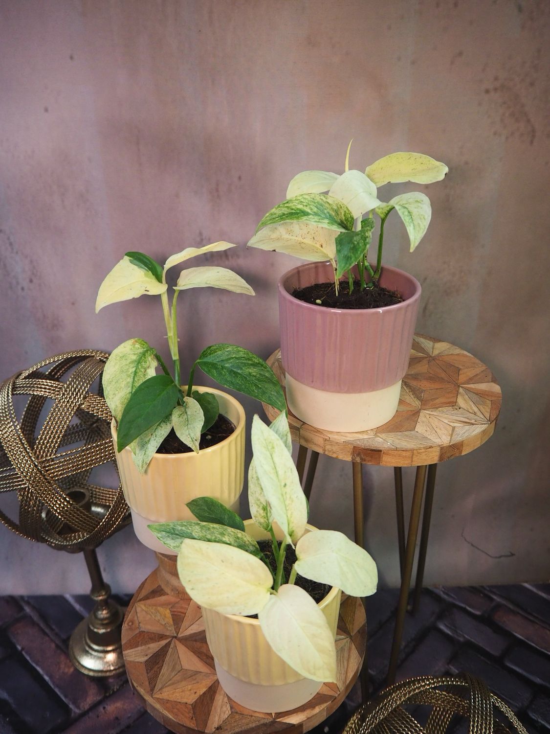 Monstera Laniata Mint Monstera Laniata Mint