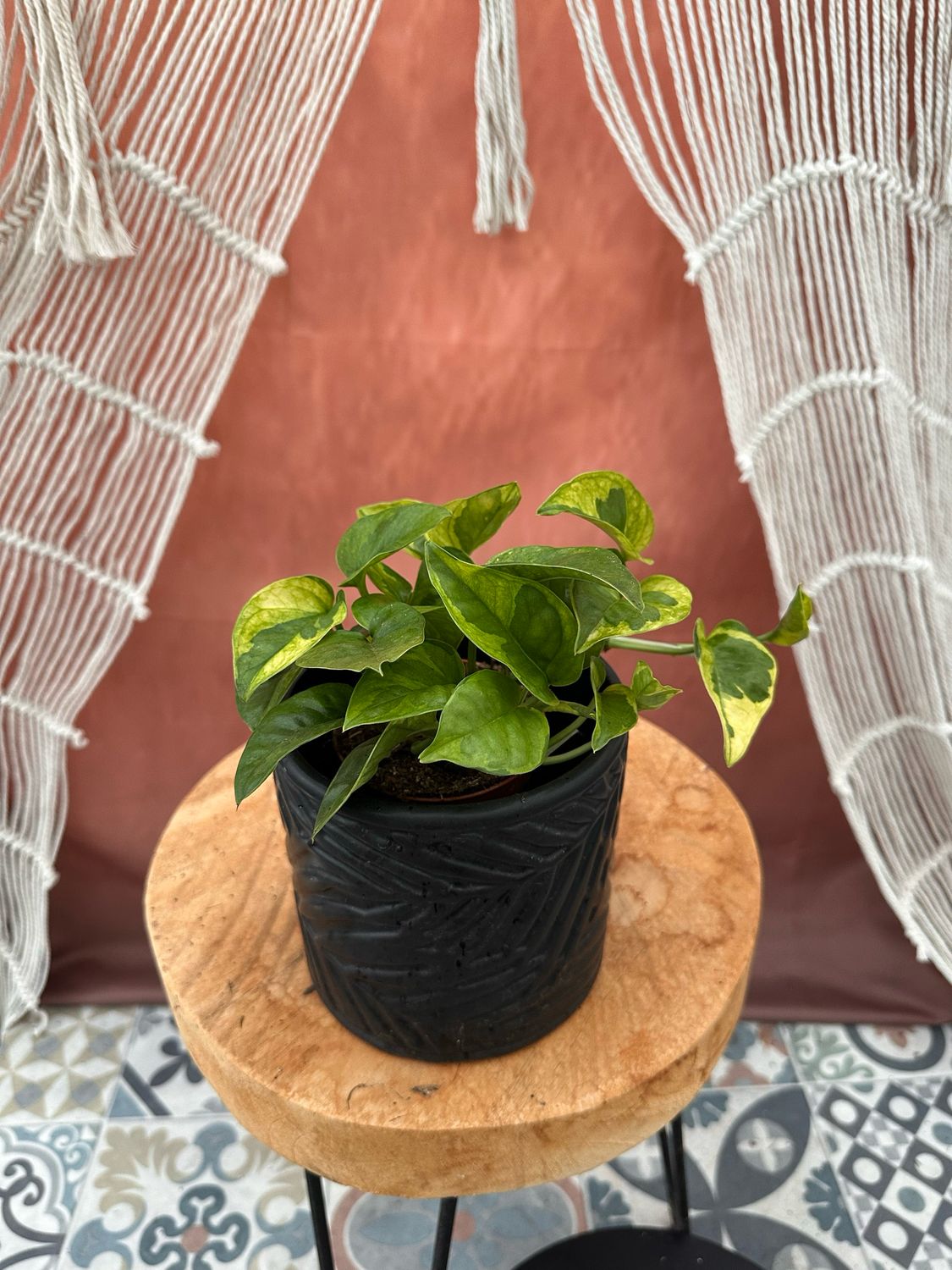 Epipremnum Lemon Meringue