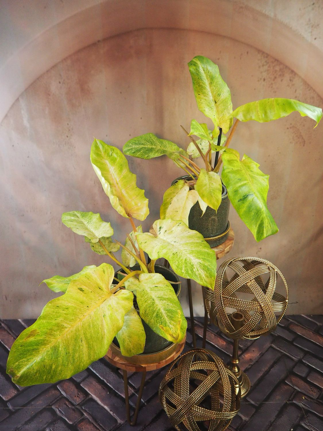 Philodendron Snowdrift Philodendron Snowdrift