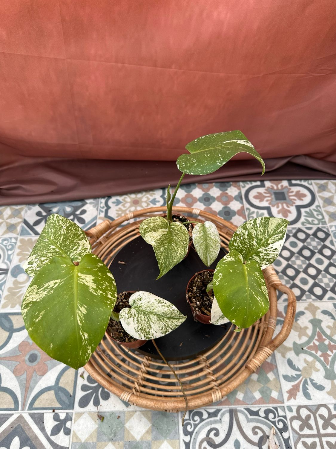 Monstera White Monster 