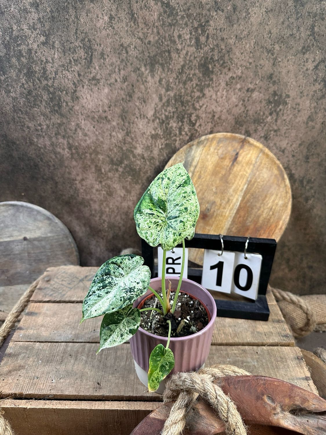 Alocasia Dragon Scale Mint Variegata #10