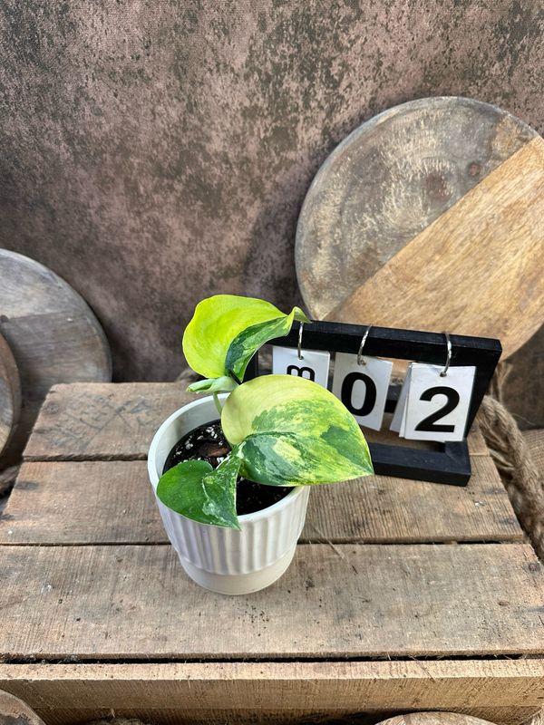 Scindapsus Jade Satin Aurea #2