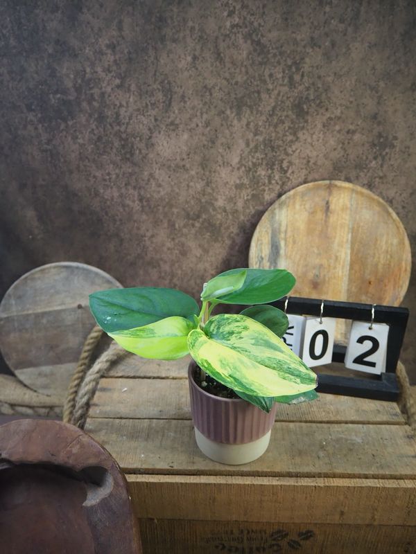 Scindapsus Jade Satin Aurea #2