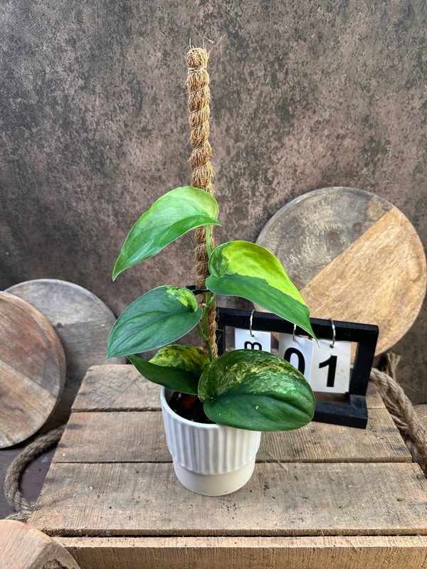 Scindapsus Jade Satin Aurea #1