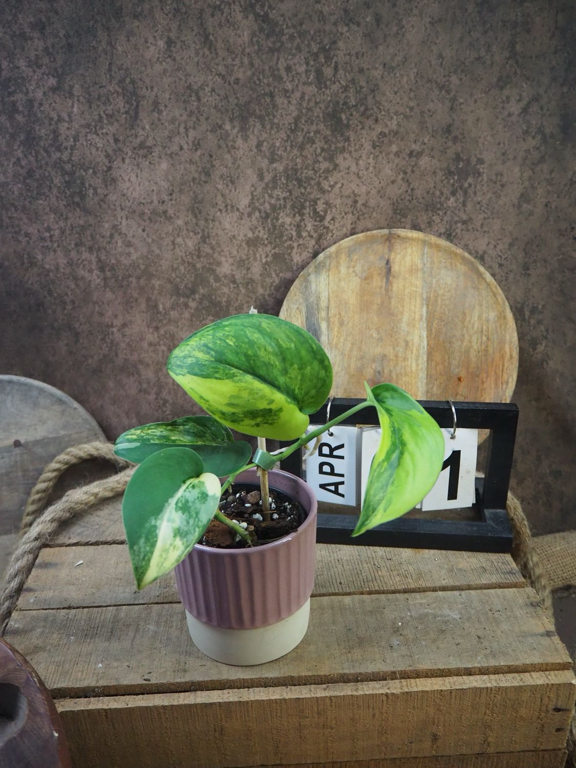 Scindapsus Jade Satin Aurea #1