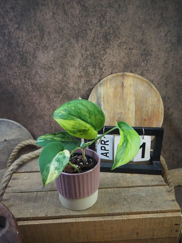 Scindapsus Jade Satin Aurea #1