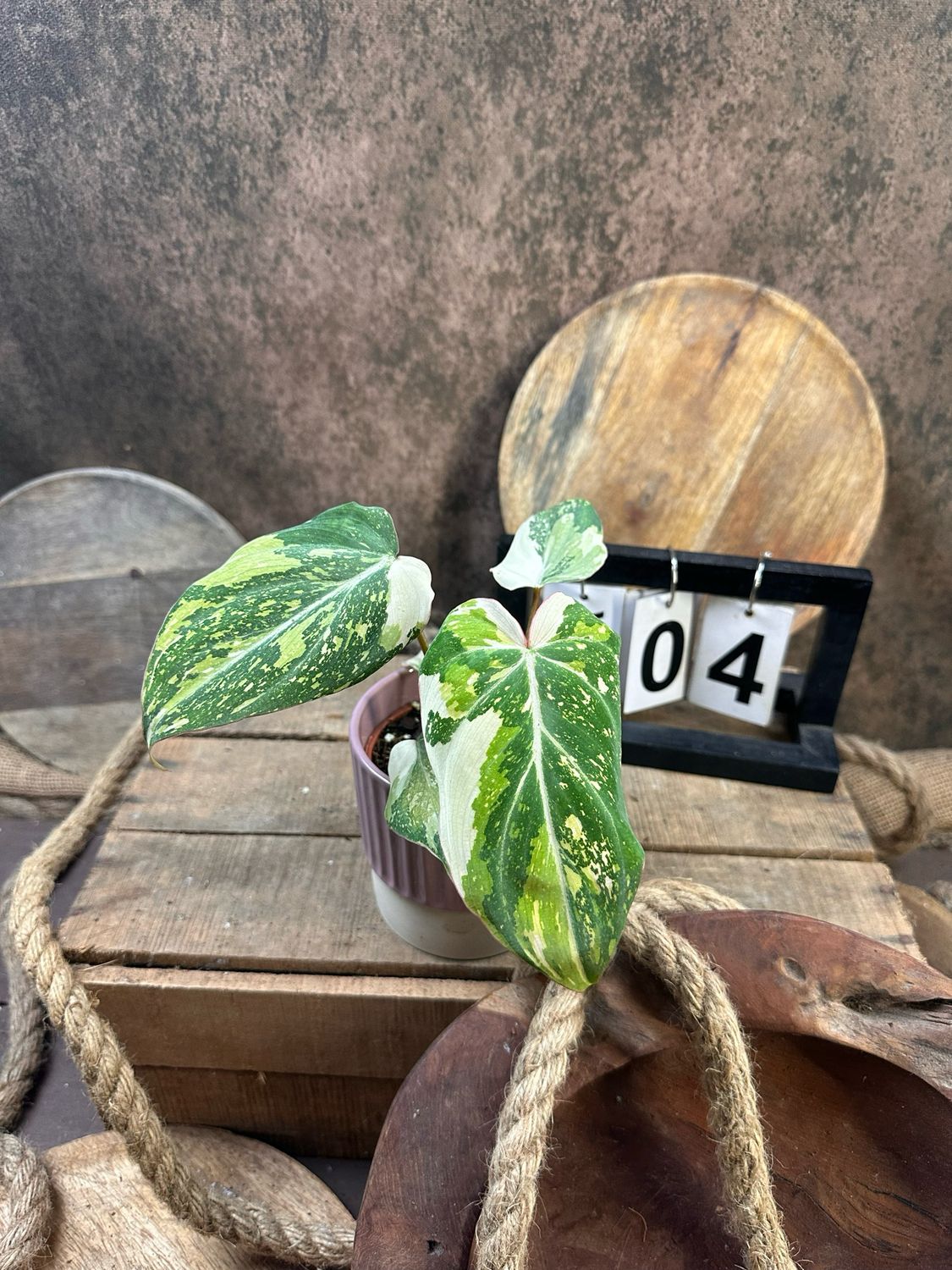 Philodendron Gloriosum Variegata #4