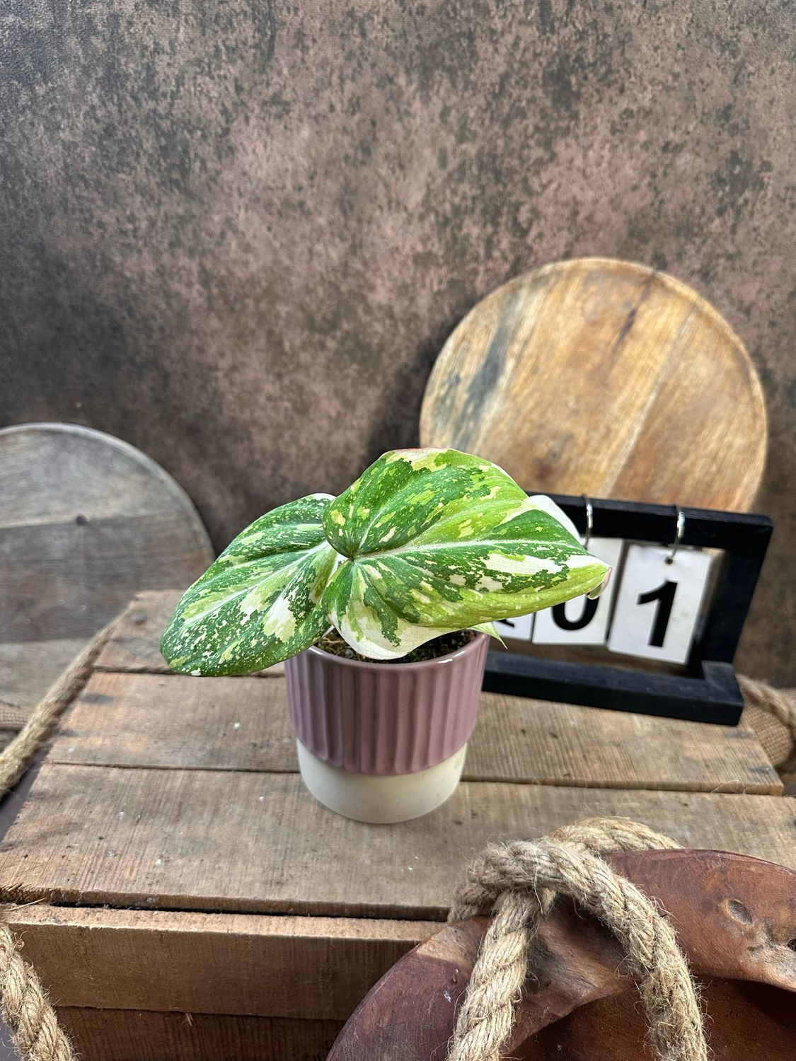 Philodendron Gloriosum Variegata #1