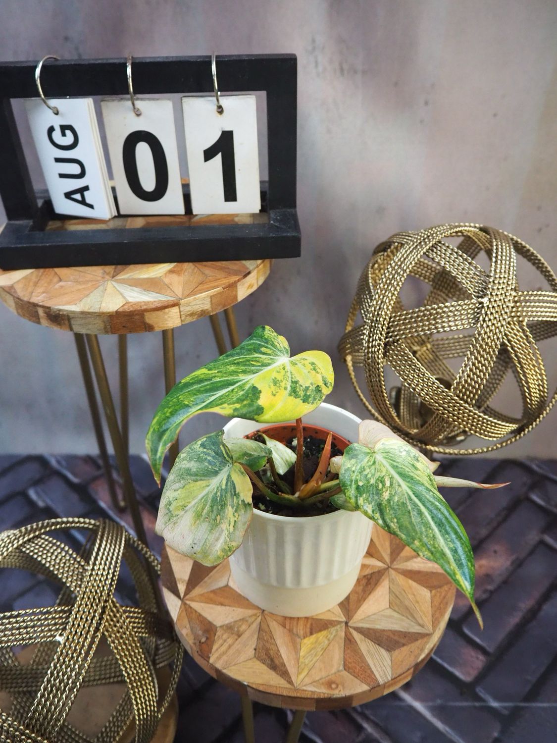 Philodendron Gloriosum Variegata #1