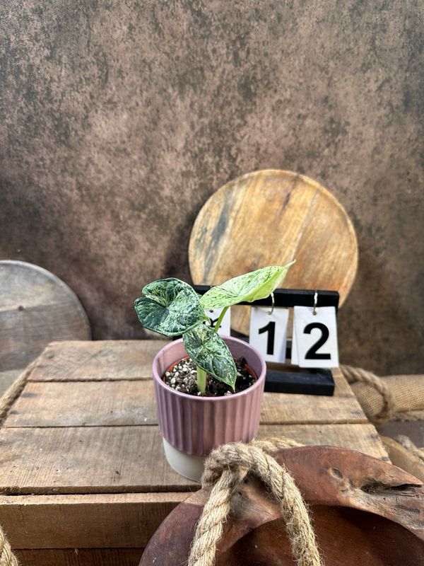 Alocasia Dragon Scale Mint Variegata #12 Alocasia Dragon Scale Mint Variegata #12