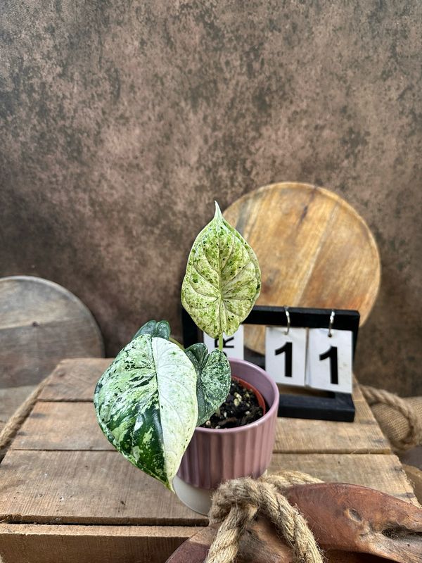 Alocasia Dragon Scale Mint Variegata #11 Alocasia Dragon Scale Mint Variegata #11