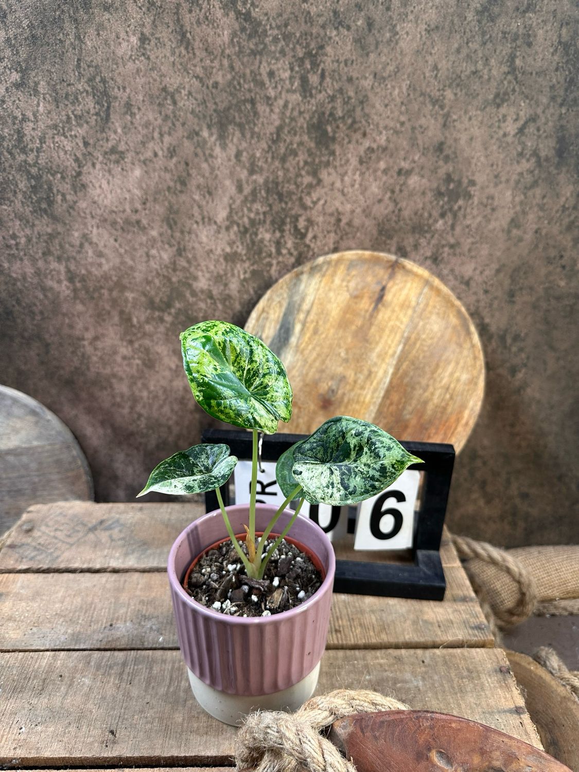 Alocasia Dragon Scale Mint Variegata #6 Alocasia Dragon Scale Mint Variegata #6