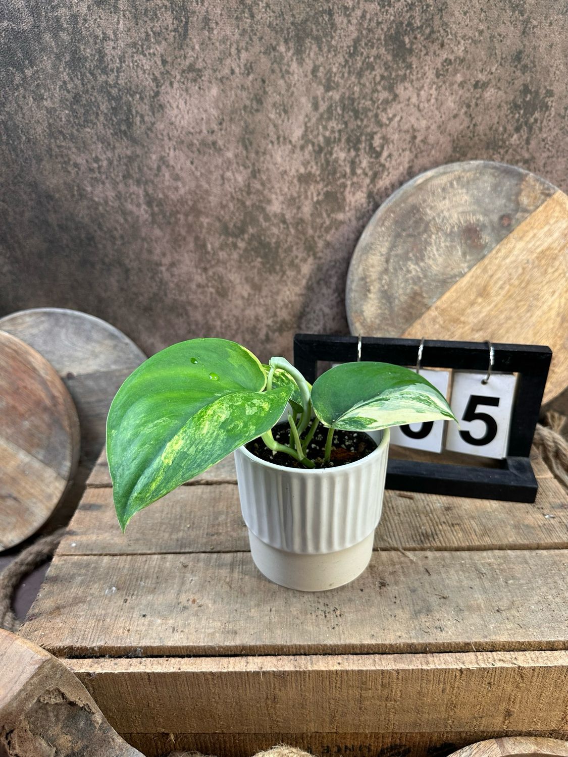 Scindapsus Jade Satin Aurea #5