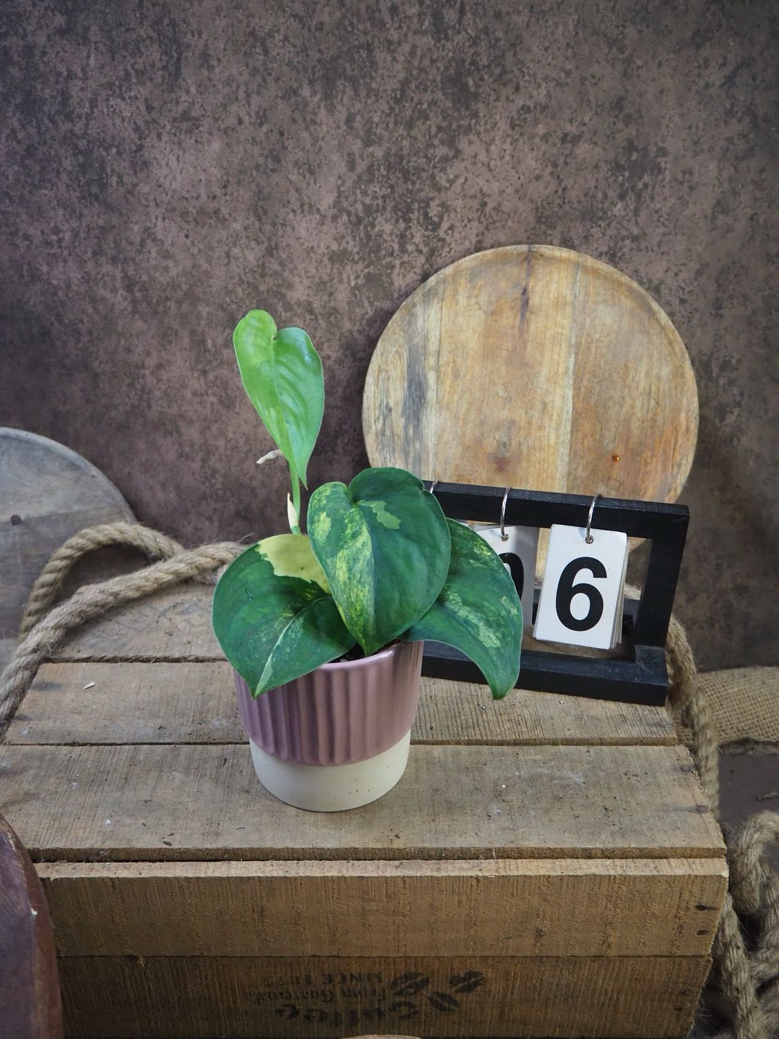 Scindapsus Jade Satin Aurea #6