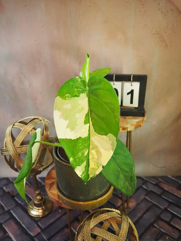 Syngonium Chiapense Variegata #1