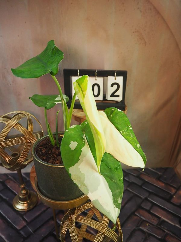 Syngonium Chiapense Variegata #2